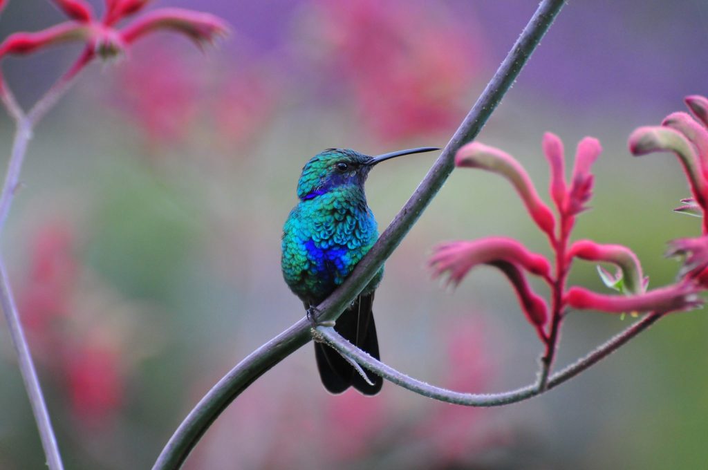 Blue and green hummingbird in the Garden of Eden in biodiverse Colombia