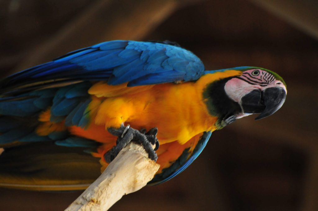 Blue and yellow macaw on the island of Baru in Colombia