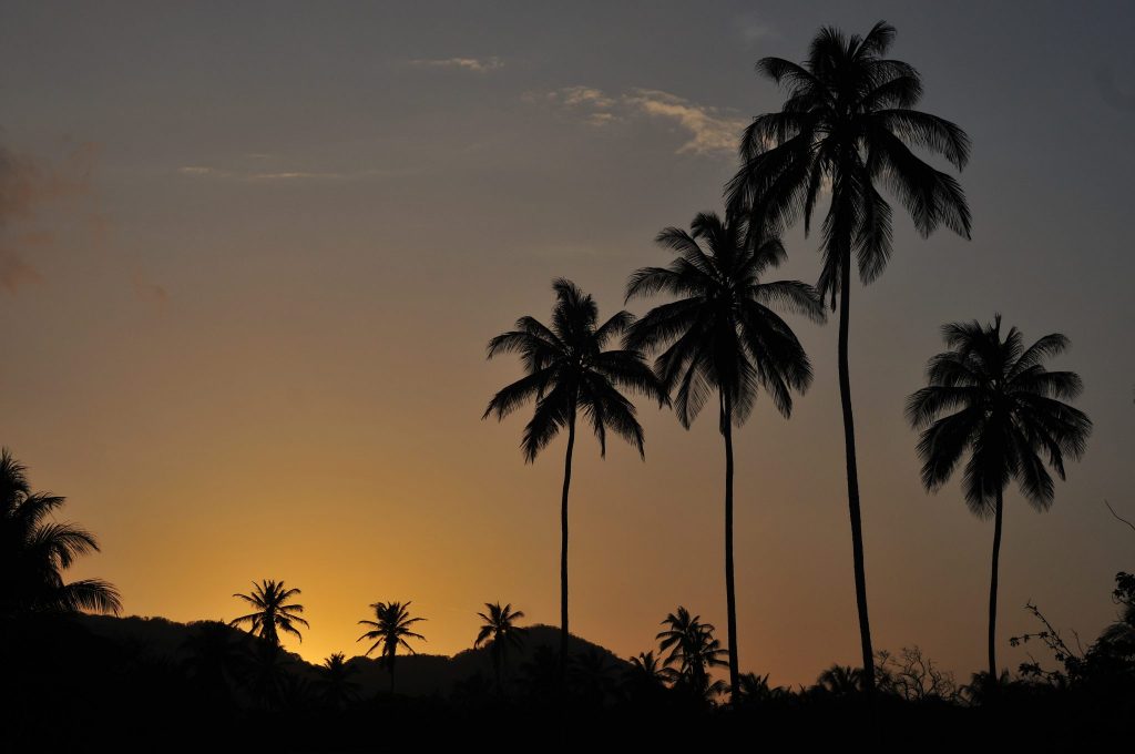 Palm trees against yellow sky in Tayrona National Park, Colombia