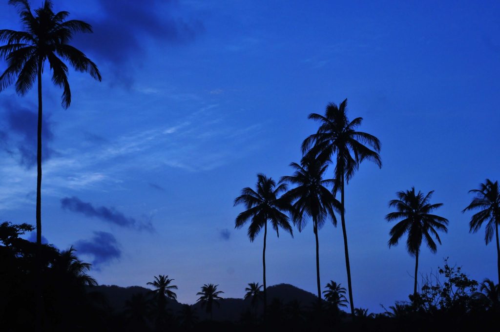 The palm trees in the Tayrona National Park, Colombia at Sunset