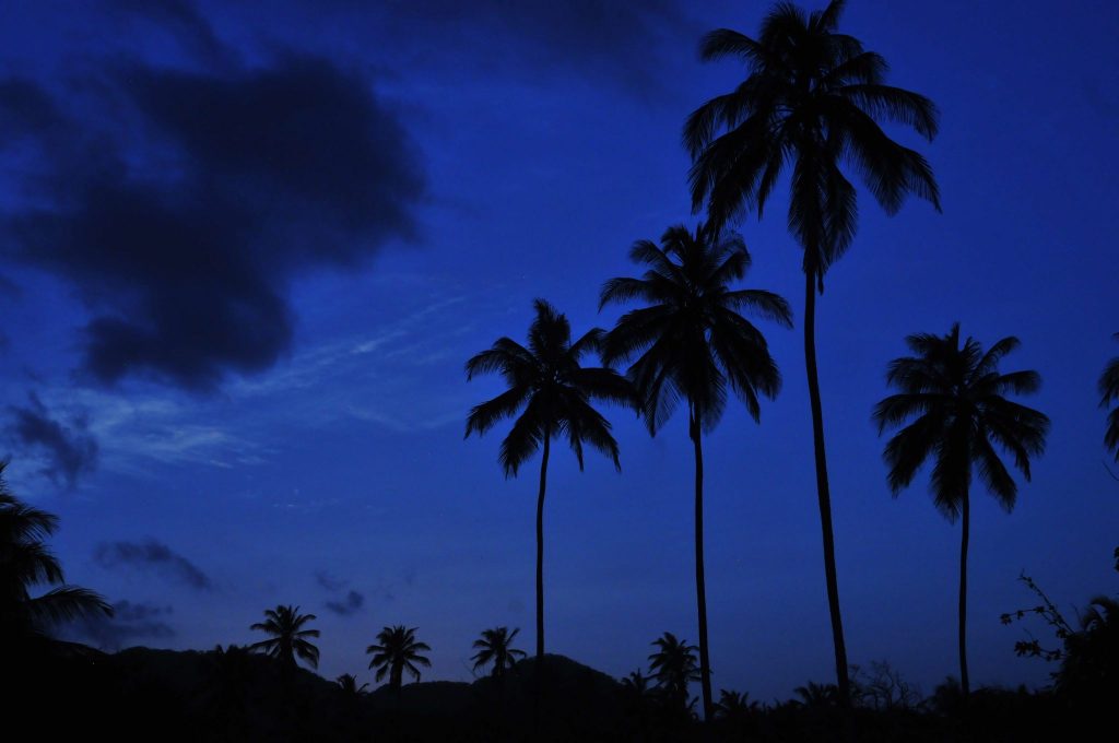 The silhouettes of palm trees against blue sky is an important visual theme in the Tayrona National Park on the Caribbean coast of Colombia
