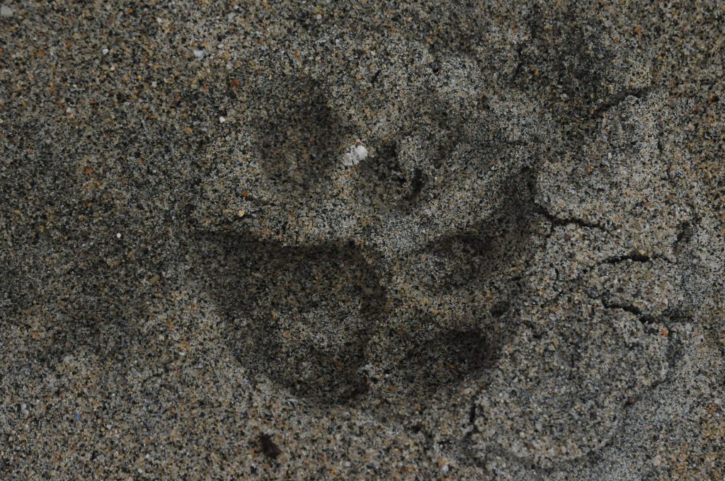 Jaguar Footprint found on the beach in Tayrona National Park, Colombia